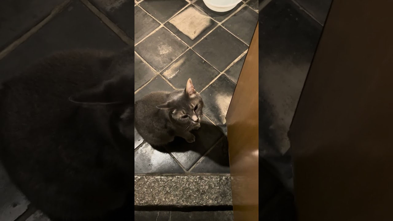 #風の猫　流しに居るとつまらなさそうに見上げて..　ひとまず絨毯で寝そべる猫...　#shorts #さっちゃん