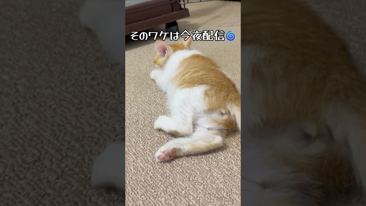 突然倒れる💦前日まで元気だった子猫が歩けなくなったワケは…【アイドル猫 保護猫】天真爛漫なプリンちゃんを見に来てね💗 / rescued a kitten #shorts #癒やし #アイドル猫