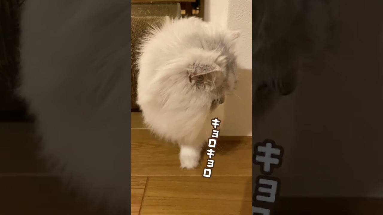もこもこ長毛種スキマへの挑戦!? #shorts #猫 #ペルシャ猫 #保護猫 #cat