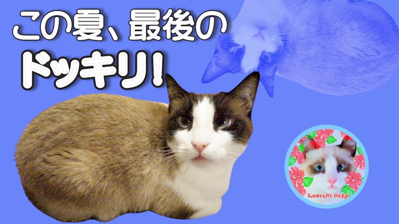 猫にドッキリを仕掛けたらこうなりました If you pull a prank on a cat