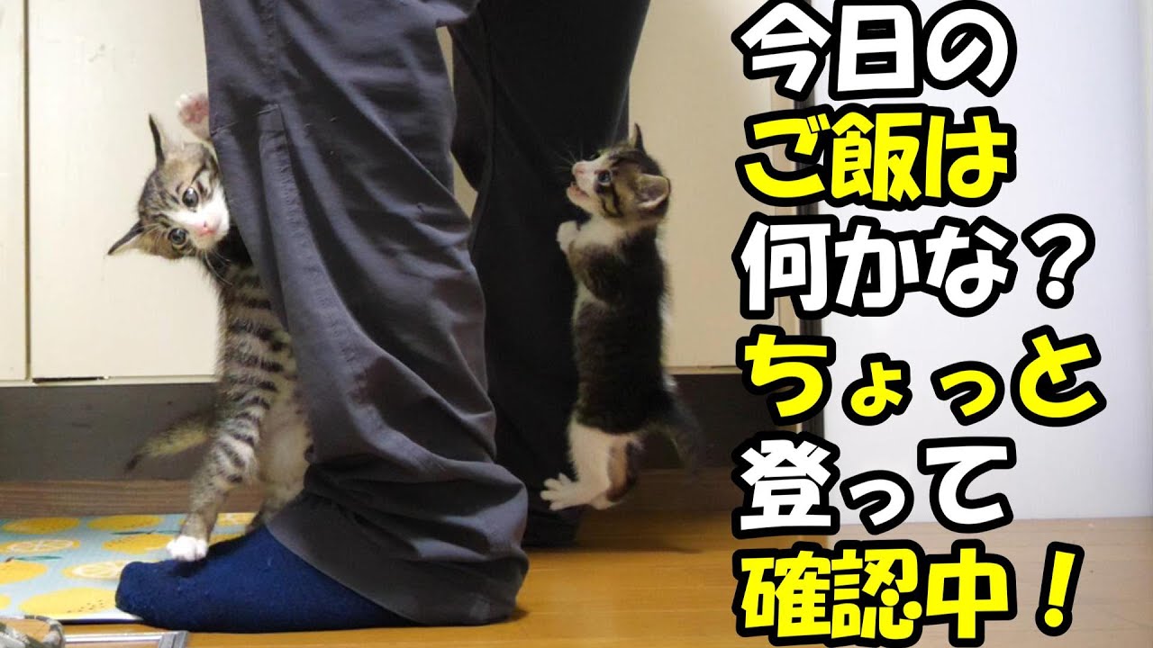 ごはんが気になる子猫がおじタワーを登って確認しようとする【赤ちゃん猫　保護猫】