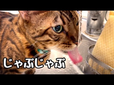 水道からお水をじゃぶじゃぶ飲むのにハマってしまった猫さん