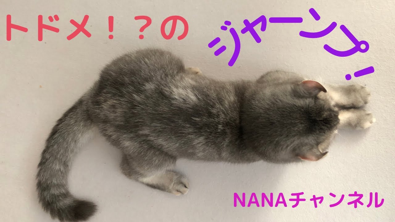 トドメをかけた！？ジャンプに注目！(アメリカンカール)