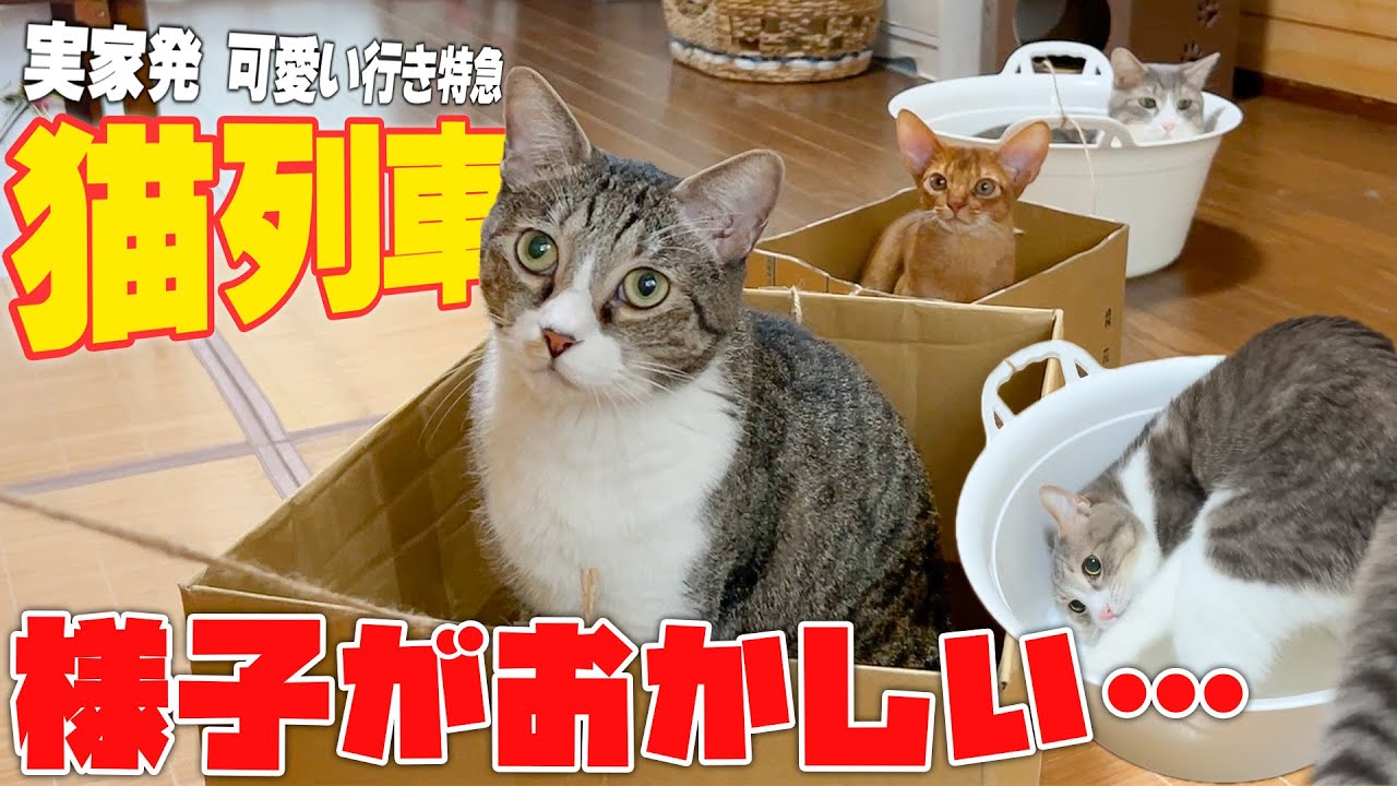 実家の猫たちを乗せた”猫電車”を作ったらスカーさんの様子がガチでおかしくなってしまいました…