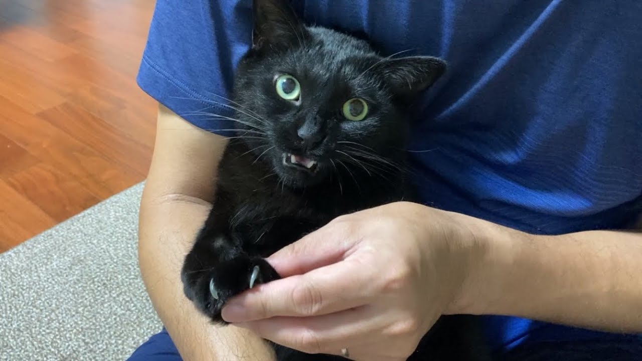 爪切りに文句タラタラな黒猫！早く猫キックさせてよ〜