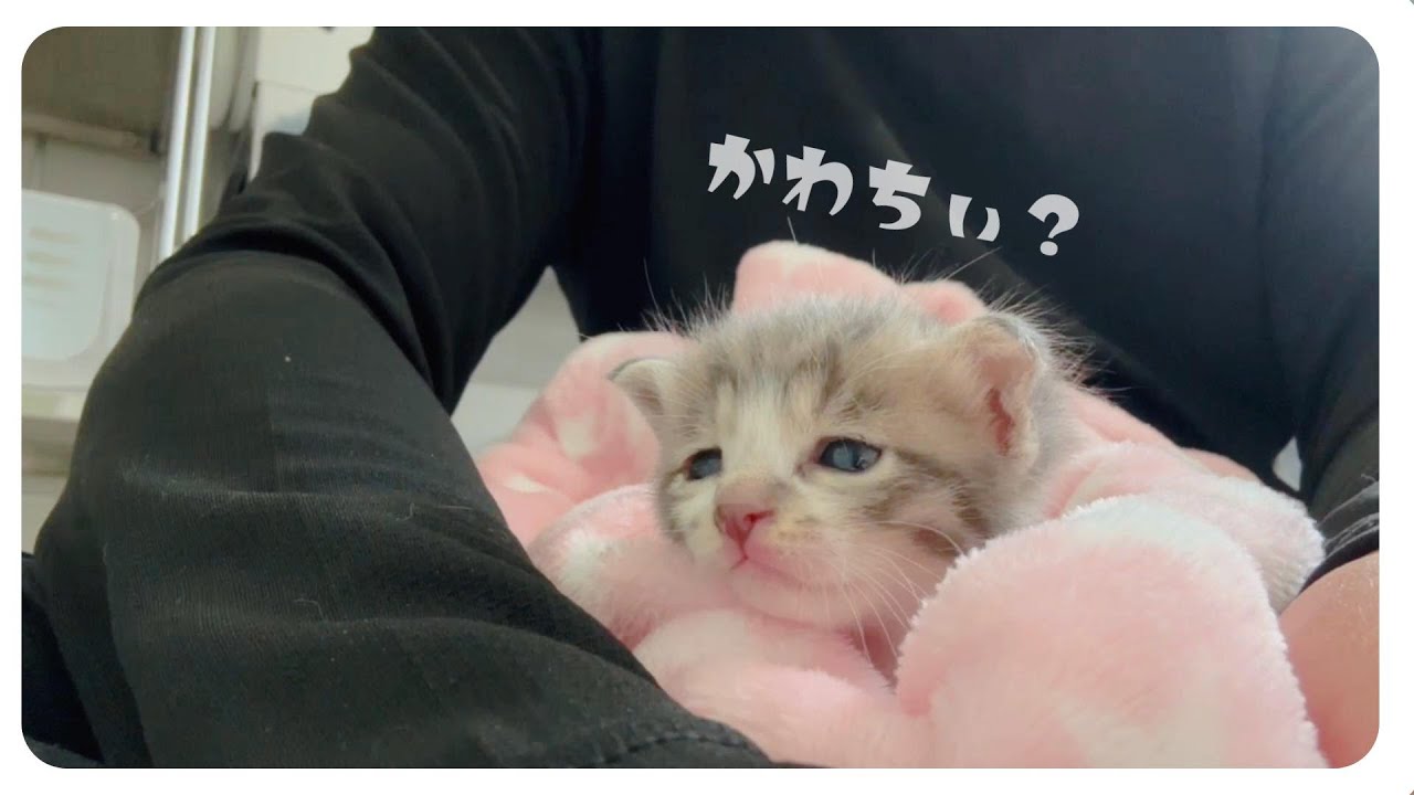 【子猫のミルボラ】ミルクよりも普段のしぐさがかわいすぎる赤ちゃん猫【保護猫生活4日目】