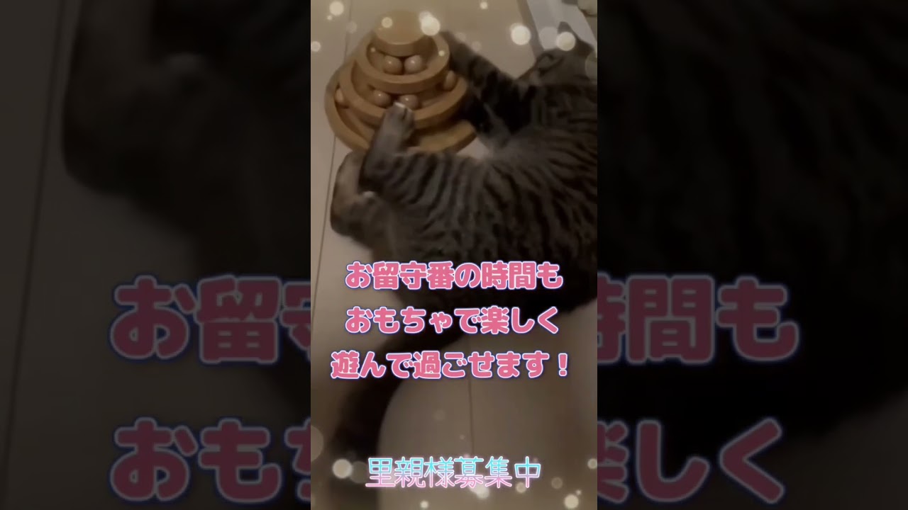 ぴーたん♀との生活☀️【里親様募集開始✨