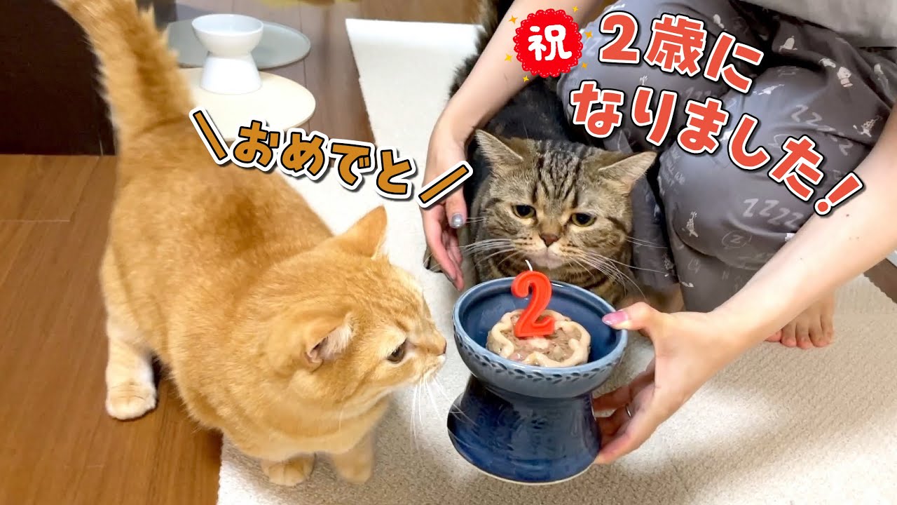 【祝メル２歳】山盛りバースデーケーキを独り占めしちゃいました！