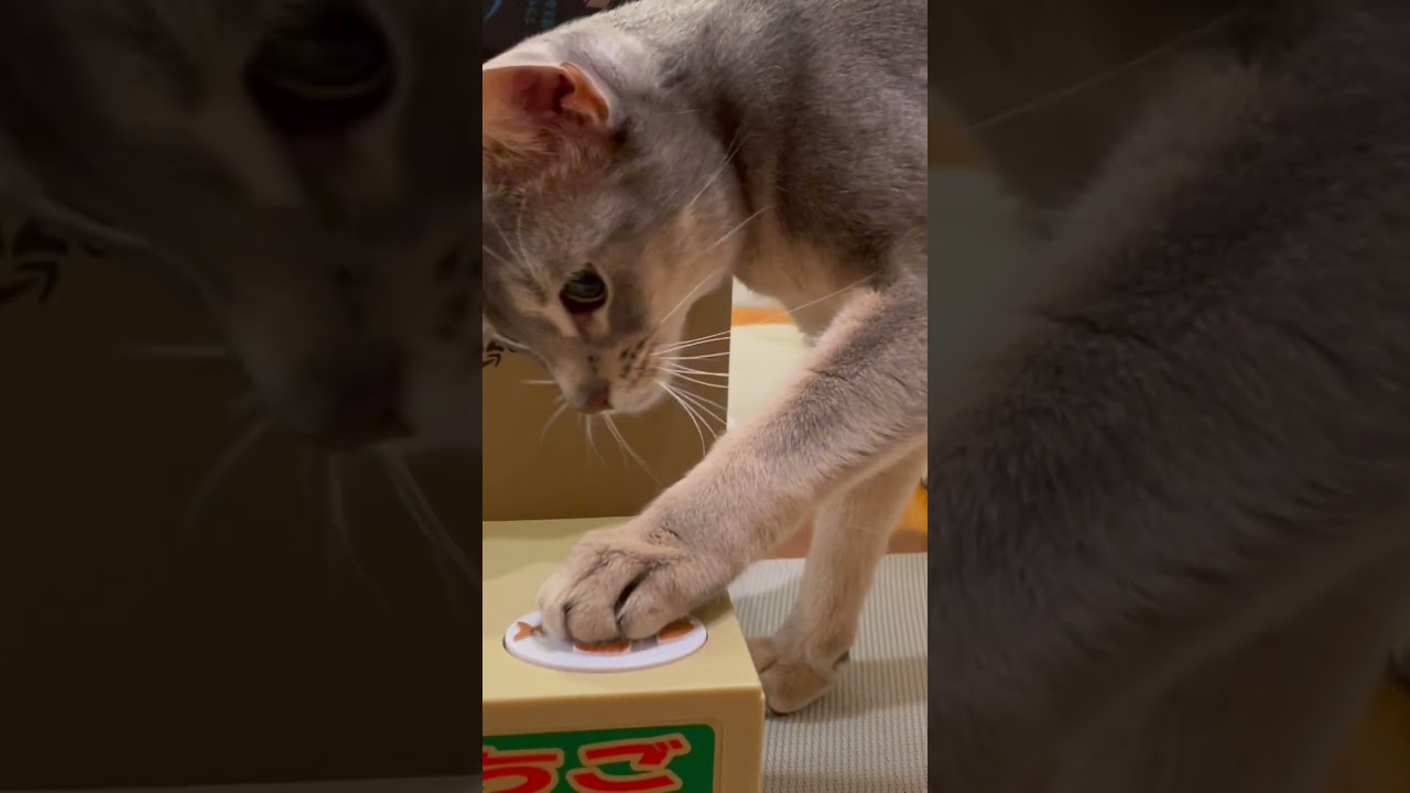 貯金箱で遊んだ猫の末路 #shorts #猫 #アビシニアン