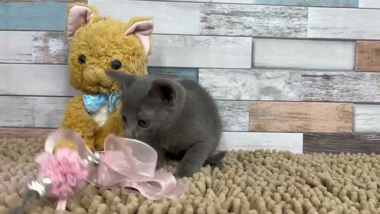 ロシアンブルー7/13♀