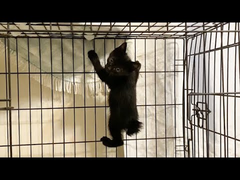 ケージに張り付いて降りてこない子猫