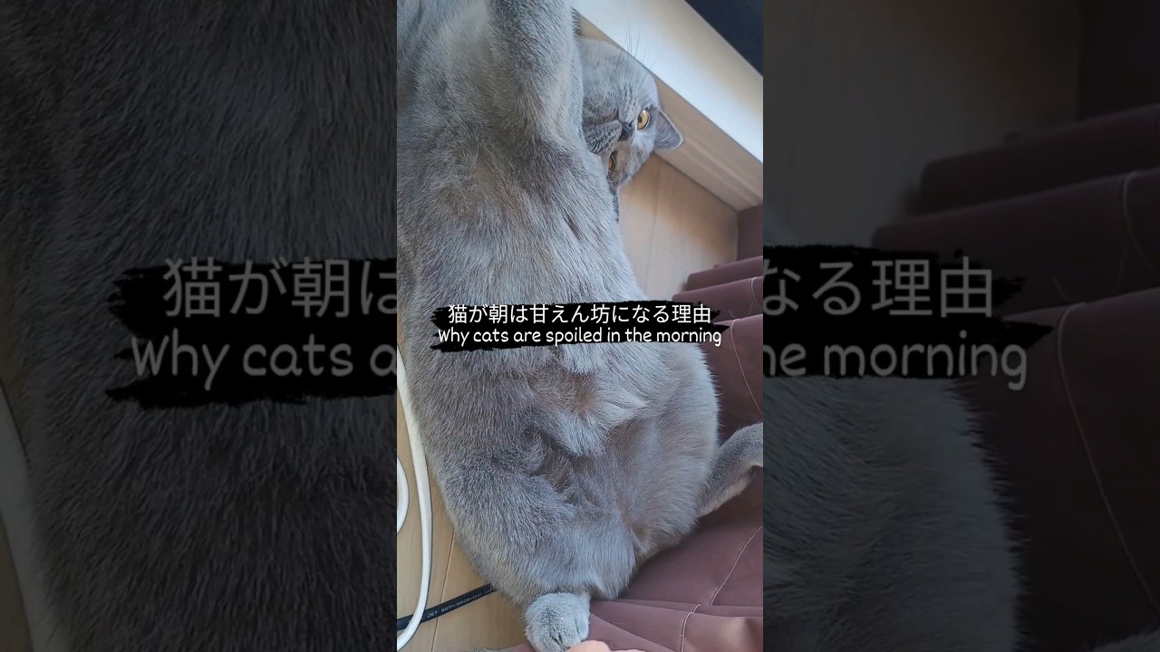 猫が朝は甘えん坊になる理由(Why cats are spoiled in the morning)