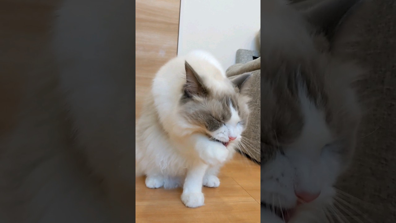 食後の毛づくろいをするシャオル #猫 #ラグドール #cat