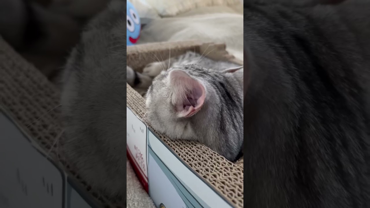 我が家の愛猫のただいまシリーズをご覧ください。笑【#Shorts】