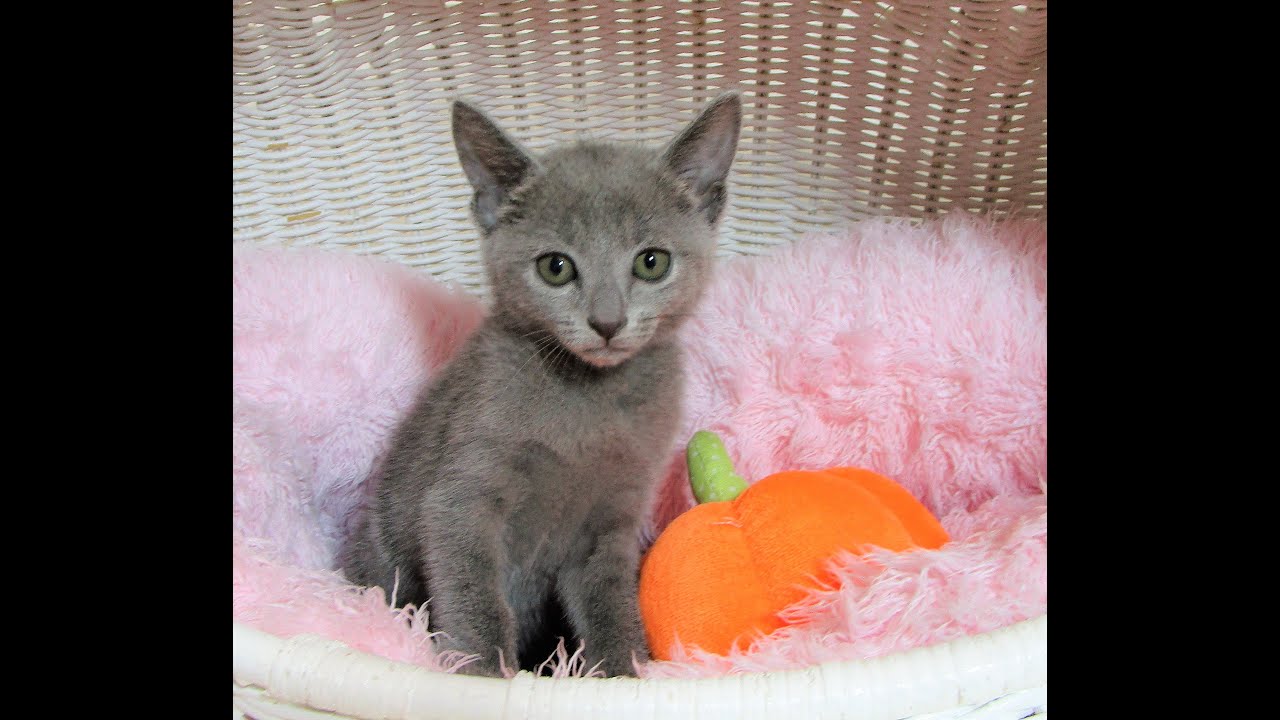 ☆中山店☆ロシアンブルー☆女の子☆ブルー☆7/11生まれ☆