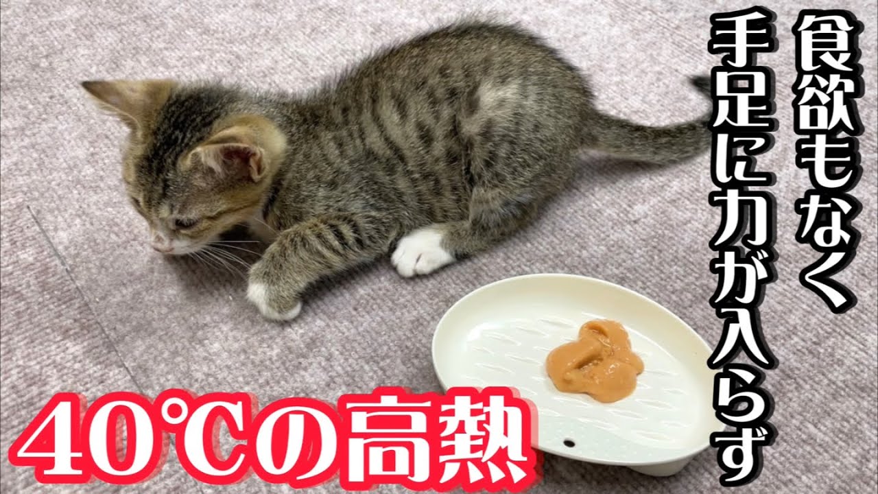 子猫の体調が急変、40℃の熱があり手足に力が入りません…