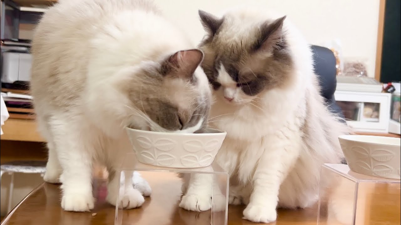 【食欲の秋】涼しくなり食欲が増した猫がこうなっちゃいました
