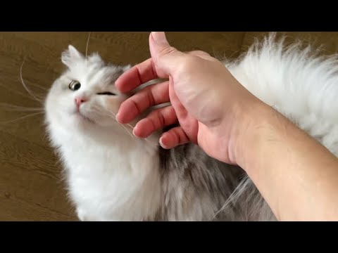 ごちそうさまの後は態度が１８０度変わる、しょっぱすぎる塩猫【スコティッシュフォールド】