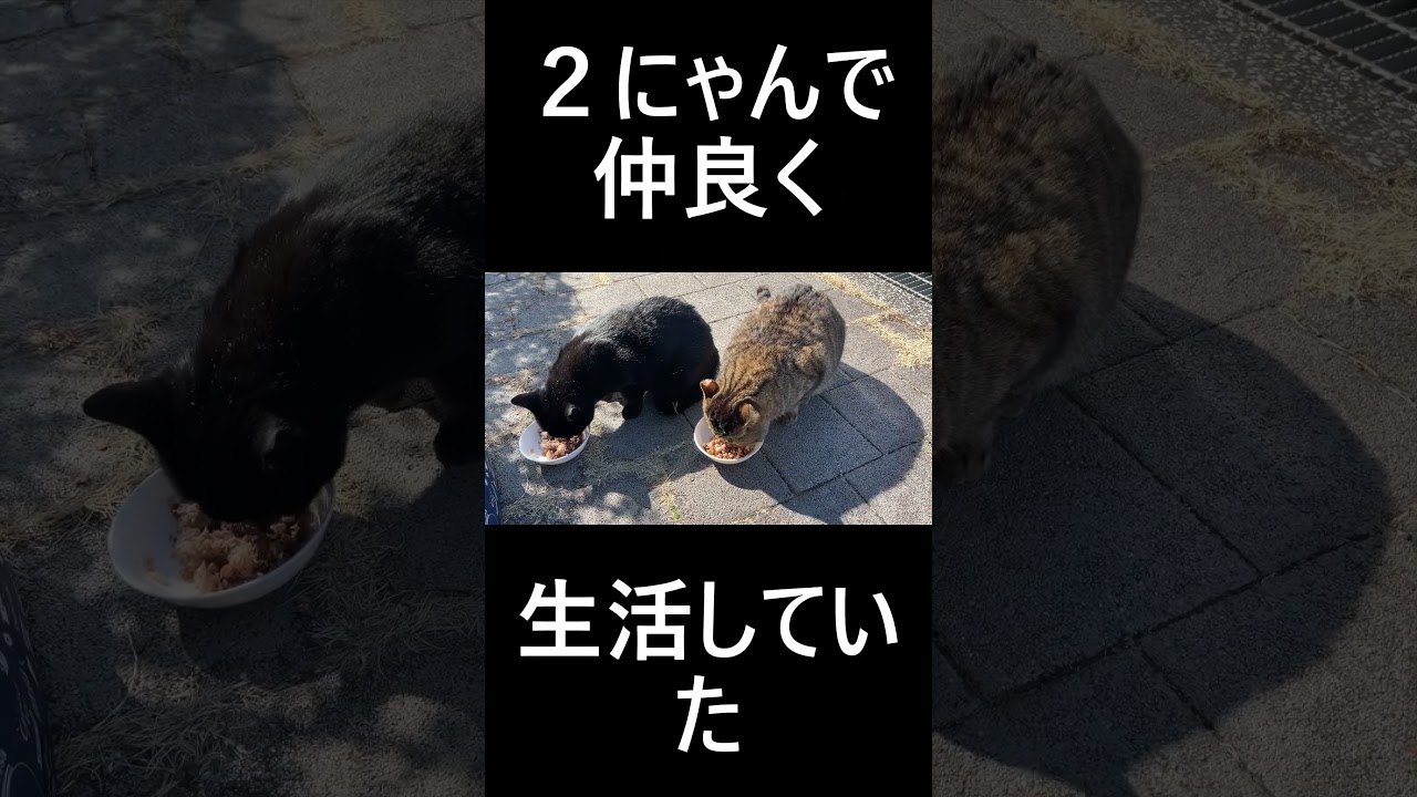 マンションを買ってもらった地域猫「まる」くん　#shorts 　本編はコチラhttps://youtu.be/ucrmI5HD8M8