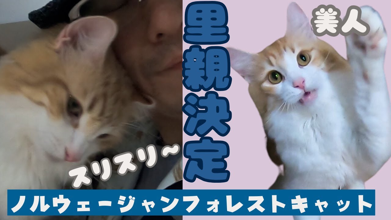 繁殖場からレスキュ―のノルウェージャンフォレストキャット　スリスリ甘えん坊で里親決定（保護猫カフェ猫の木）十三駅 Norwegian Forest Cat