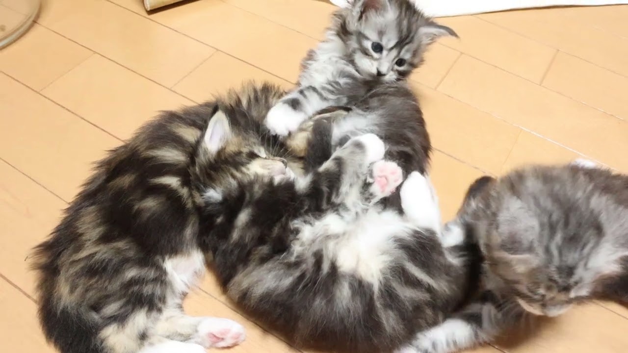 ひなたさんのメインクーン赤ちゃん達生後30日