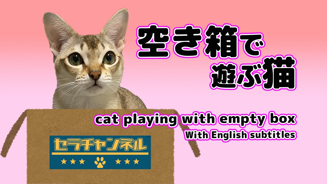 【シンガプーラ】天真爛漫で空き箱で遊ぶ猫がこちらです！飼い主の手を噛む癖がついてしまった！Here is a cat playing with an empty box!　#cat #kitten