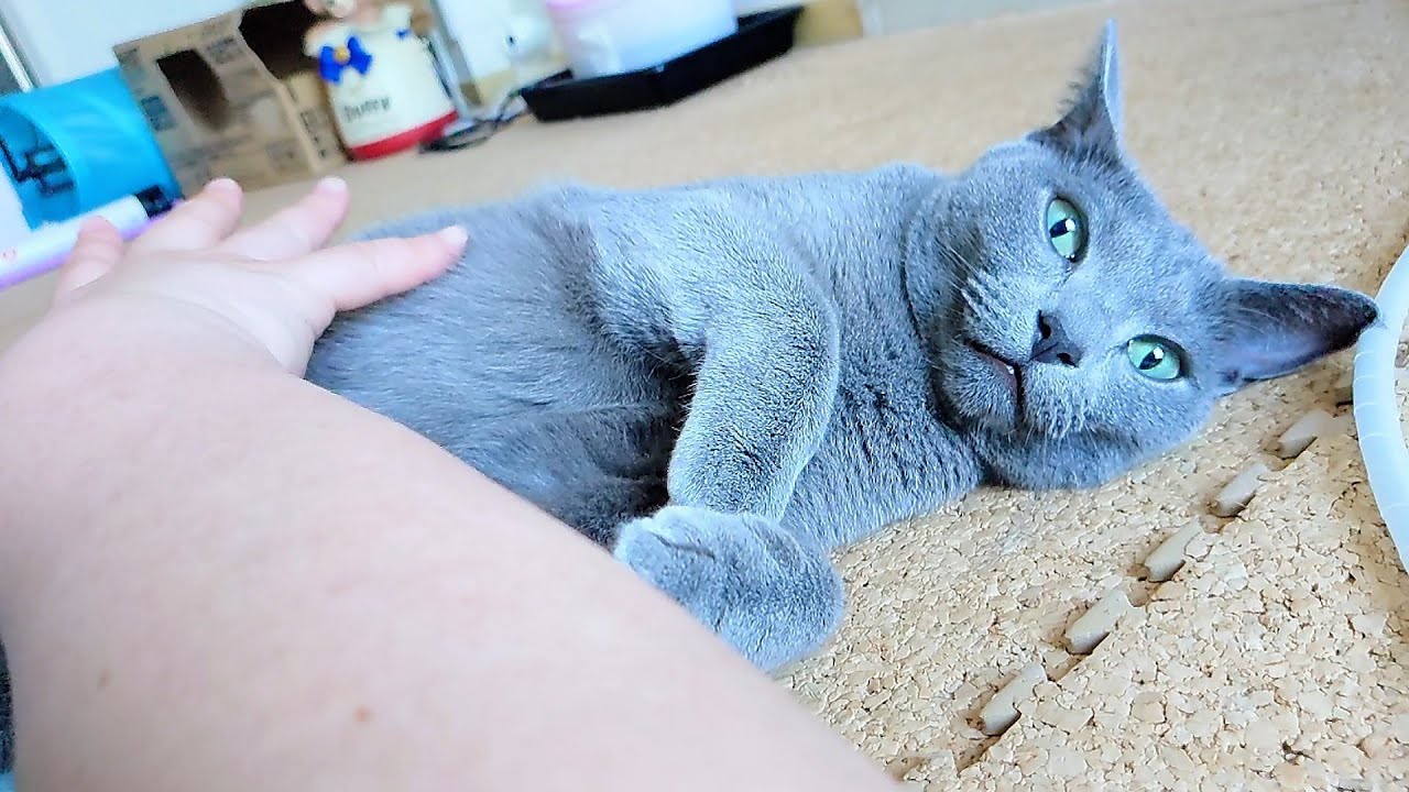 【猫動画】朝からずっとくっつきたいロシアンブルー【russianbule】Russian blue that you want to stick to all morning