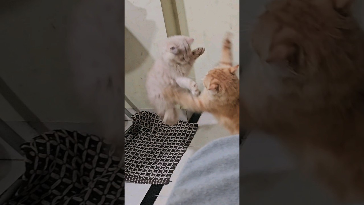 Cat funny jumping video #shorts #2023