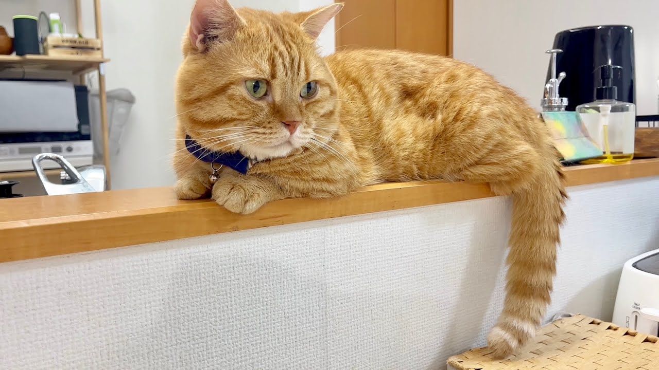 みゅうちゃんのことを見つめる目が優しくなった気がする茶々パパ #猫 #マンチカン