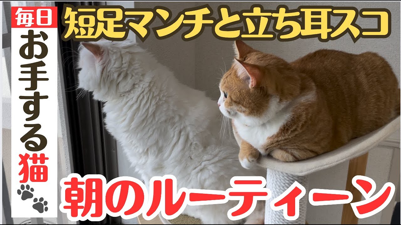 【アレも全て公開】短足マンチと立ち耳スコティッシュの朝のルーティーン！最後に猫がお手します！