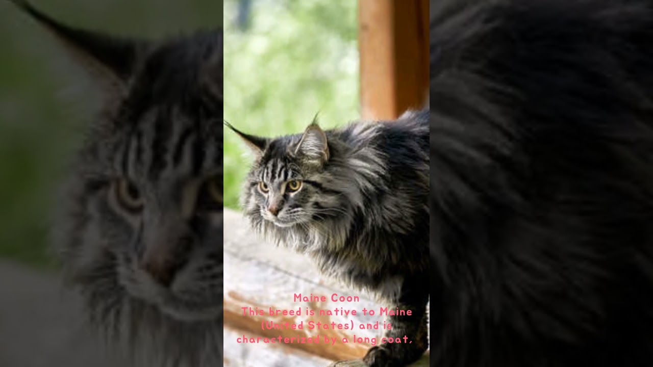 Most Unique Cats Breeds in the World #most #cats #breed #world #variety #domestic #define #mix