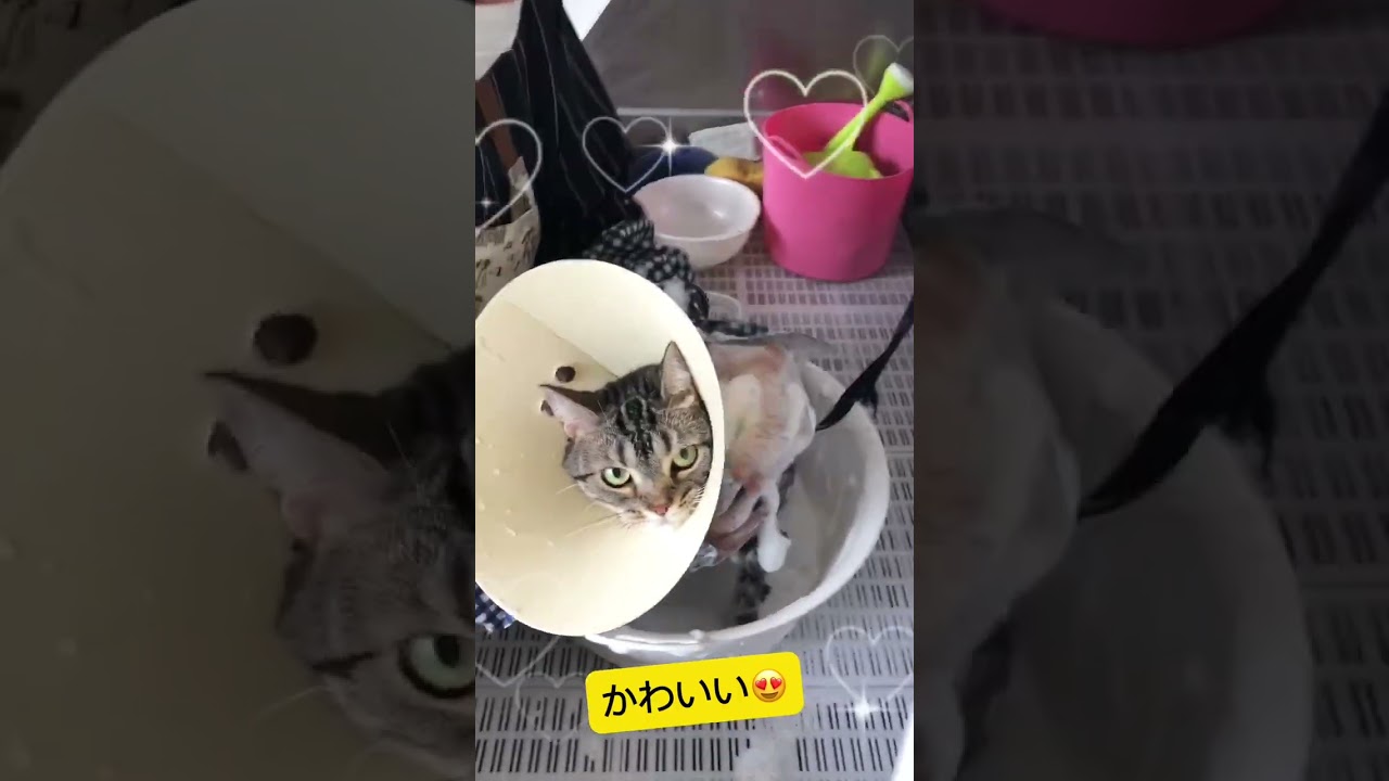 アメリカンショートヘアーのまろちゃん♪ももちゃん♪二人ともこれからシャンプー♪#shorts