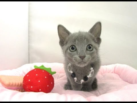 【長町店】ロシアンブルー♪男の子♪♪7/11生まれ♪