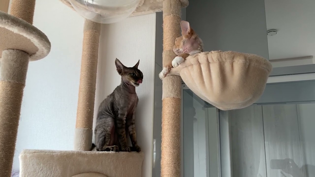 デボンレックス兄弟が喧嘩しています(Devon Rex cats having brother fight)