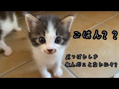 生まれてからおっぱいしか飲んだことのない子猫に初めてご飯を食べさせてみると