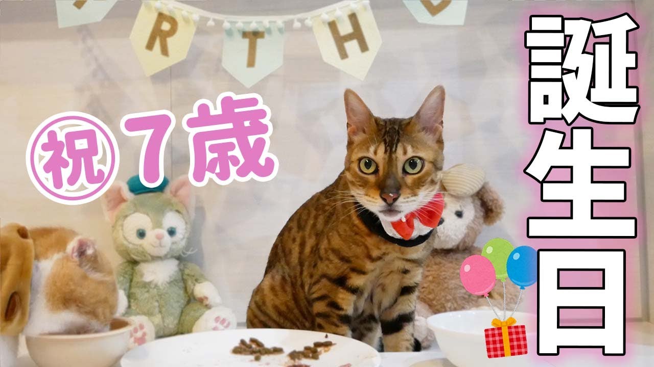 ベンガル猫びび7歳の誕生日🎂本能むき出しで食べまくる!!