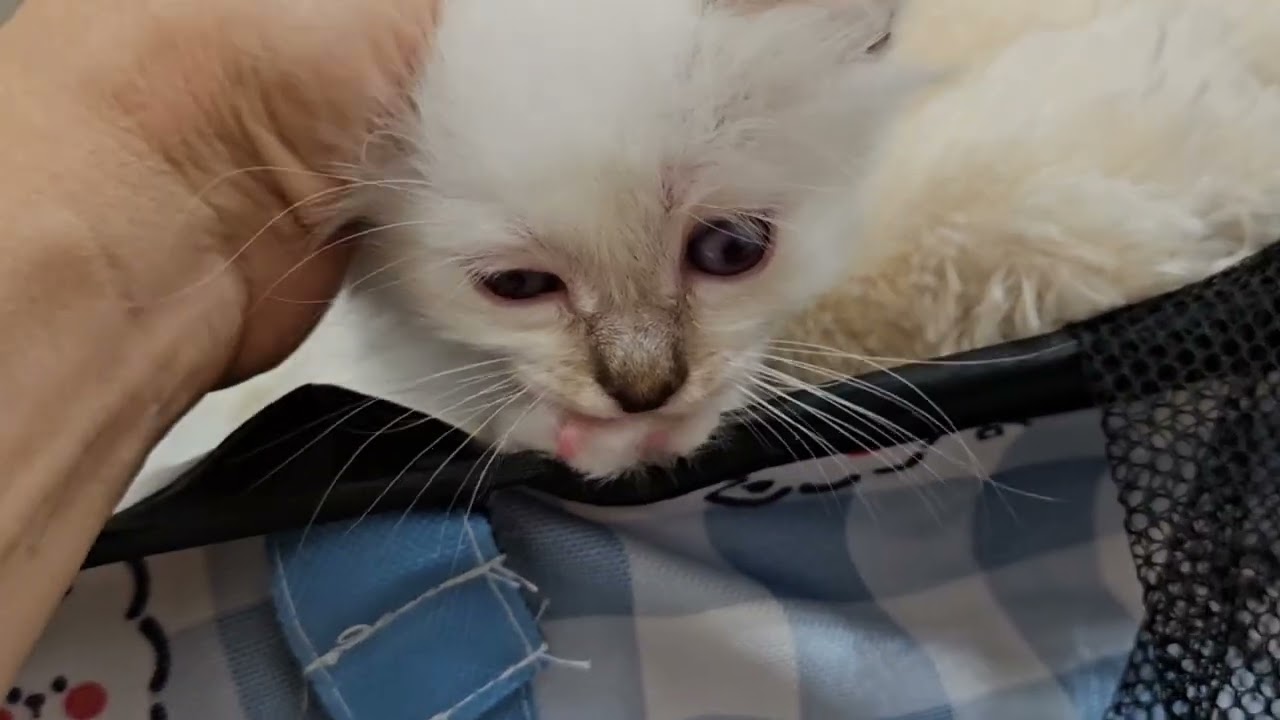 バーマンの子猫4頭のオーナー様募集しています🎵