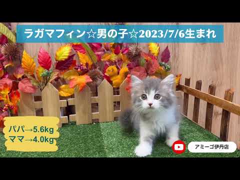 マイペースなラガマフィンくん♡