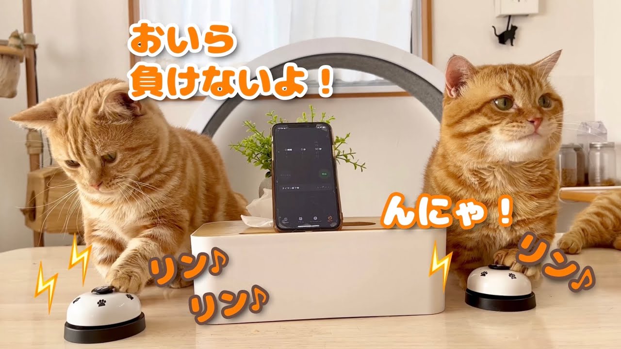 ぽちゃくんとちゃーぼーベル鳴らし30秒一本勝負！ #猫 #マンチカン