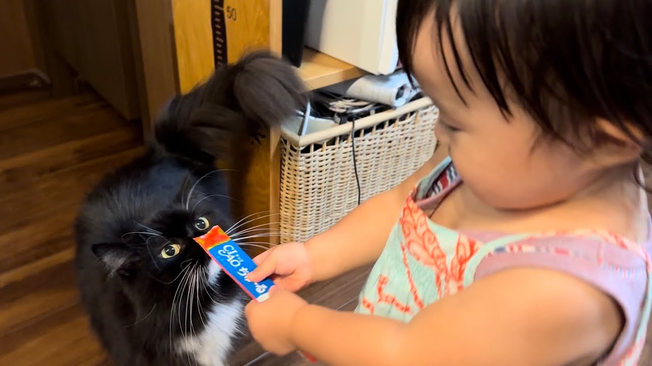 幼児からオヤツをもらう猫　ラガマフィンA cat receiving a treat. Ragamuffin