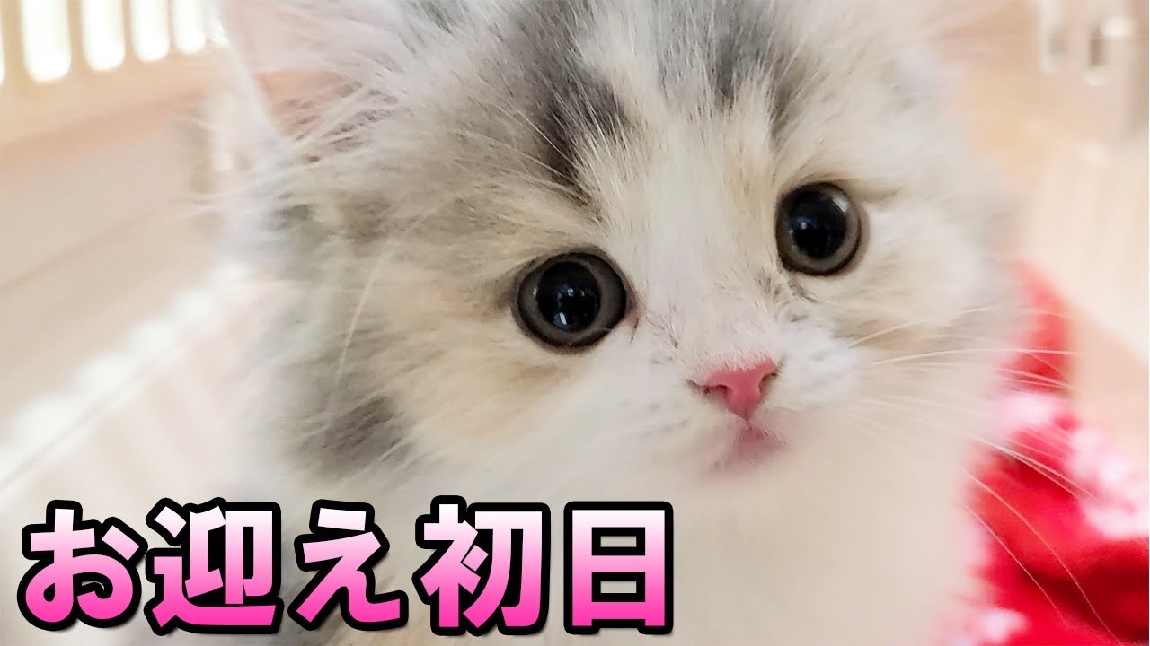 【ご報告】お迎え初日、新しい家族が増えました【スコティッシュフォールド】