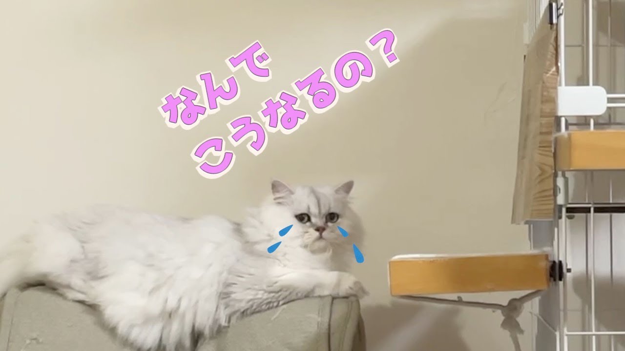 【ペルシャ猫】落下事故❗️床にたたきつけられ跳ね返るほどの大衝撃