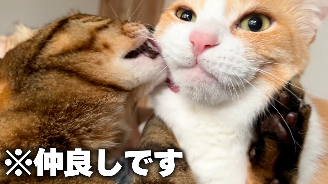 朝から取っ組み合いでイチャイチャする猫たちに起こされました