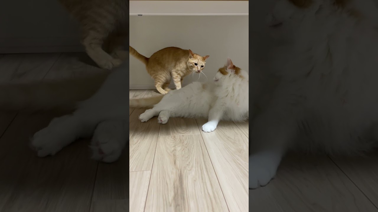 いきなり末っ子猫にブチギレる兄猫　#shorts