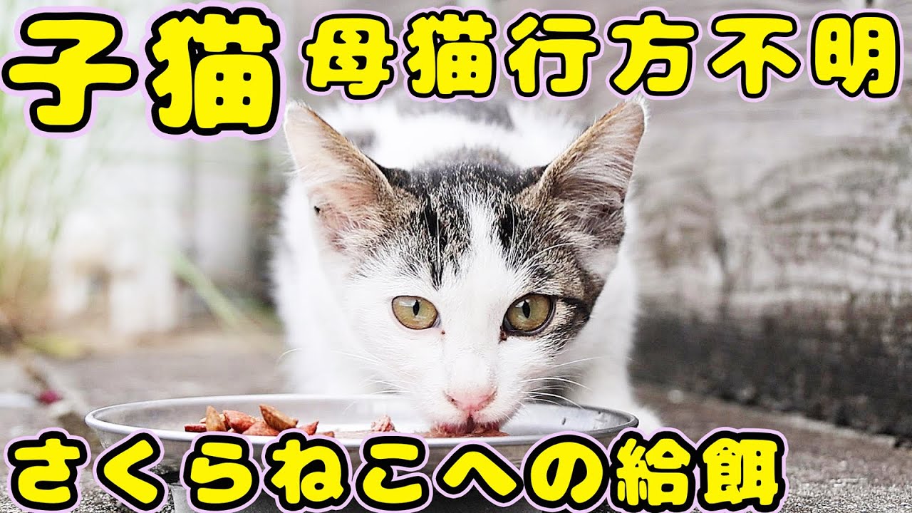 【子猫】猫コロニーの中でおびえて鳴き叫んでいる子猫にご飯をあげたらバクバク食べた さくらねこへの給餌