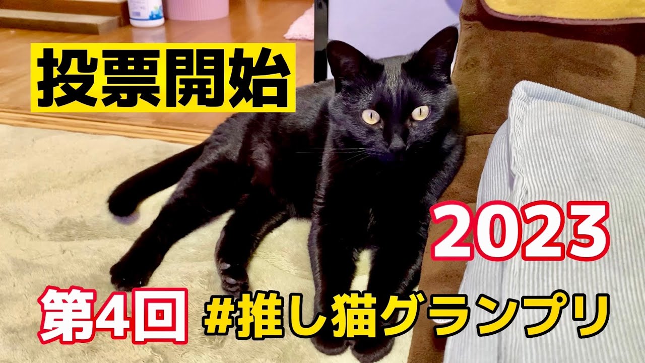 第4回#推し猫グランプリ２０２３　投票開始　4月8日〜5月7日　№446　cat videos　猫動画　可愛い猫　漆黒　ぬこ　日本猫ねこ協会　第４回推し猫グランプリ