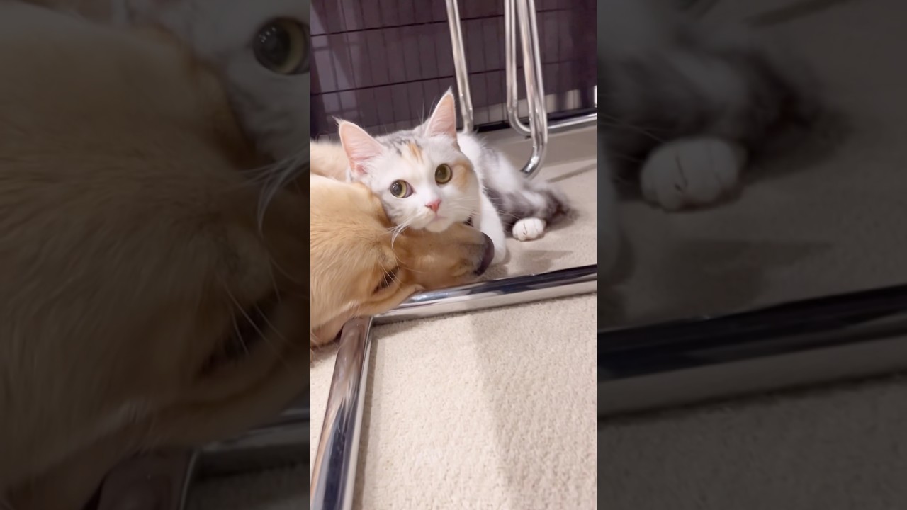 【仲良し犬猫】犬の鼻に顔のせして甘える猫　#shorts