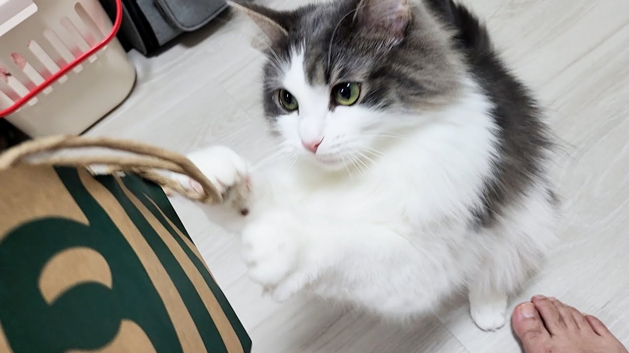 スタバの紙袋で遊ぼうと猫を誘ってみたら【ノルウェージャンフォレストキャット】