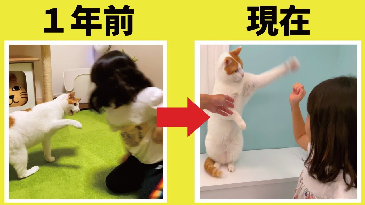 5歳の娘と猫たちの関係が1年でこんなに変わりました！