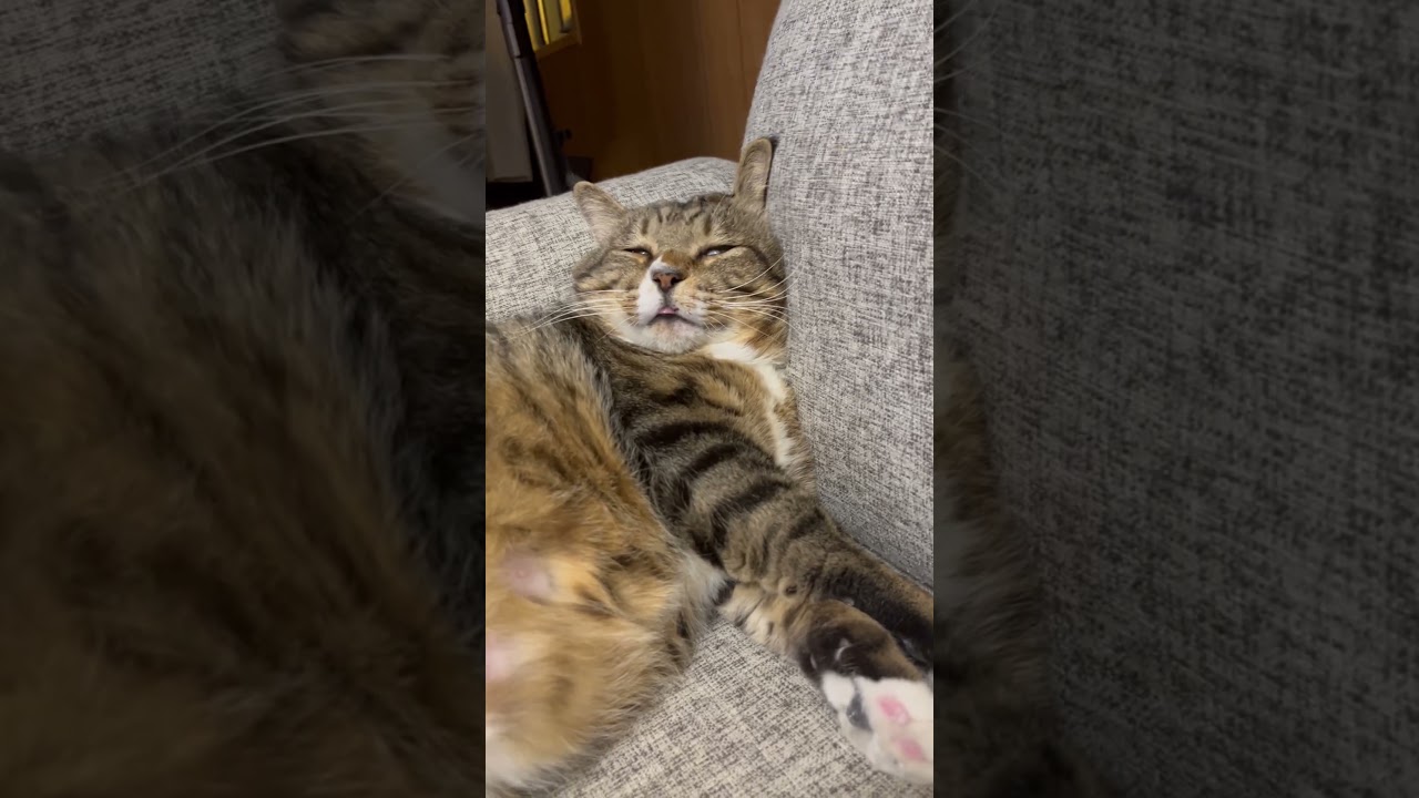 元ボス猫はレベルが違います #ほたて君 #保護猫 #いびき#白目